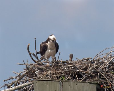 Week Two, Osprey Watching Chicks (DRB087)