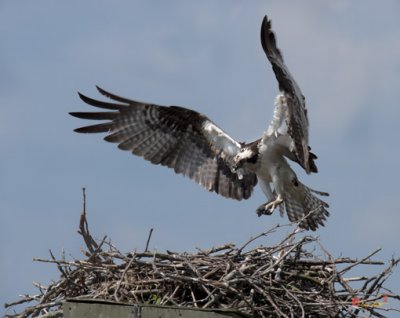 Week Two, Osprey Returning to Nest (DRB088)