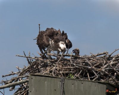 Week Two, Osprey and Chick (DRB089)