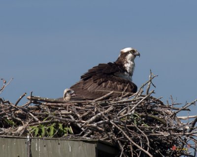 Week Three, Osprey and Panting Chick (DRB091)
