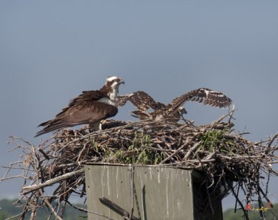 Week Three, Osprey Chick Exercising Its Wings (DRB092)