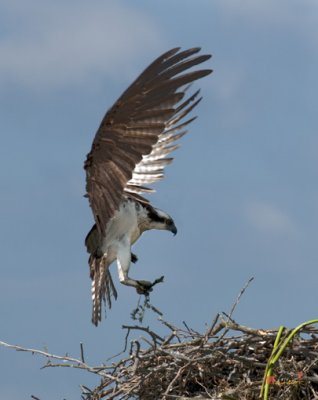 Week Four, Osprey Bringing Greenery to the Nest (DRB095)
