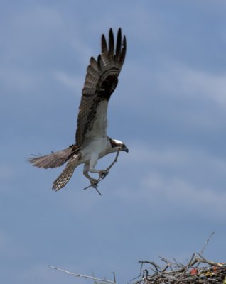 Week Four, Osprey Bringing a Stick to the Nest (DRB096)