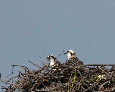 Week Four, Osprey Chicks (DRB097)