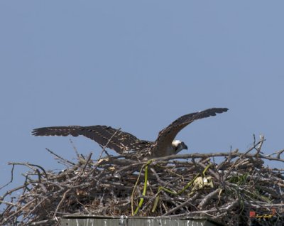 Week Four, Osprey Chick Trying Its Wings (DRB098)