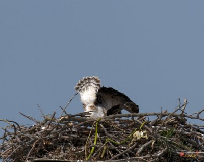 Week Four, Osprey Chick Exercising--Oops! (DRB099)