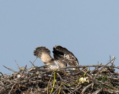 Week Four, Osprey Chick Exercising--Oops! (DRB100)