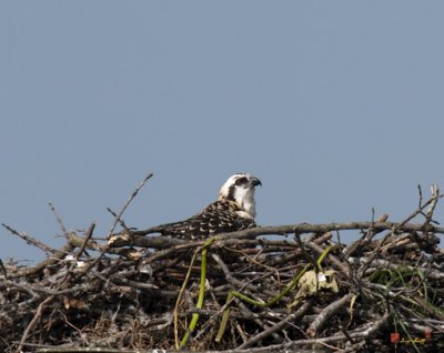 Week Four, Osprey Chick After Exercising (DRB101)
