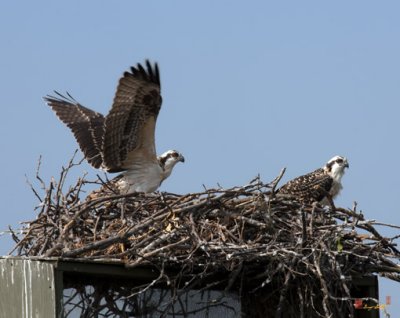 Week Six, Osprey Chick Exercising Wings (DRB104)