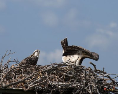Week Six, Osprey Chick Taking a Nose Dive (DRB107)