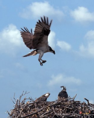 Week Six, Osprey Chicks--Hope Mom Is Better Than We Are (DRB109)