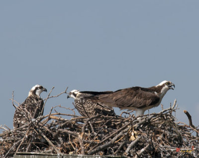 Week Six, Osprey Chicks--Mom's Here! (DRB112)