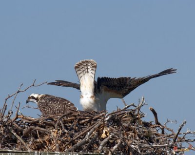 Osprey Chick--Exercise Time Again (DRB114)