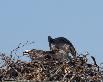 Osprey Chick--Crouching Down for What? (DRB115)