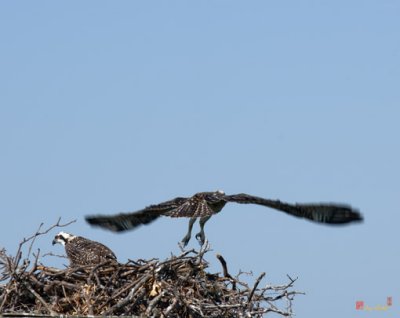 Osprey Chick--Take Off! (DRB116)