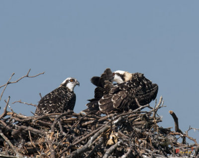 Osprey Chick--Preening the Feathers (DRB120)