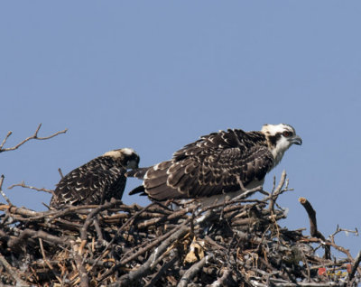 Osprey Chick--Fluff Up the Feathers (DRB121)