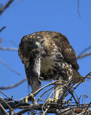 Red-tailed Hawk (DRB066)