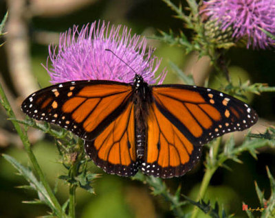 Monarch Butterfly on Field Thistle (DIN133)