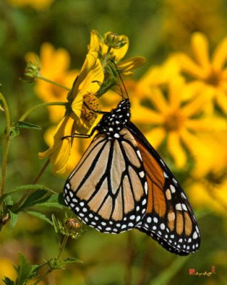 Monarch Butterfly on Tickseed Sunflower (DIN146)