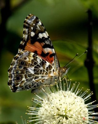 Painted Lady Butterfly (DIN049)