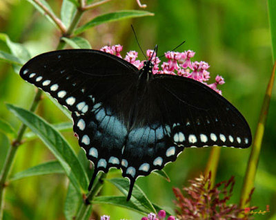 Spicebush Swallowtail (DIN038)