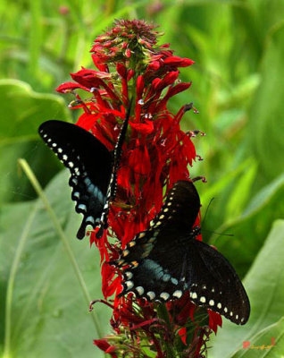Spicebush Swallowtails (DIN041)