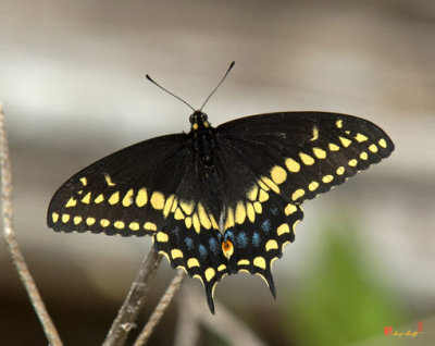 Black Swallowtail (DIN103)