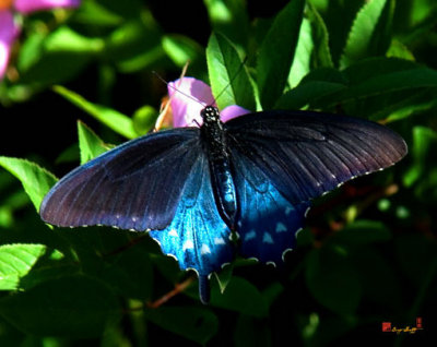 Pipevine Swallowtail (DIN003)