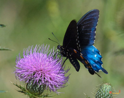 Pipevine Swallowtail (DIN158)