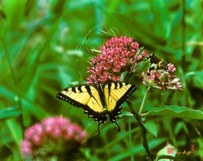 Eastern Tiger Swallowtail (130L)