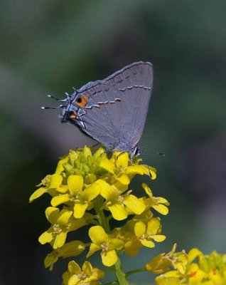 Gray Hairstreak Butterfly (DIN044)