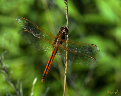 Golden-winged Skimmer Dragonfly (DIN072)