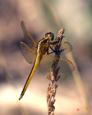 Golden-winged Skimmer Dragonfly (DIN120)