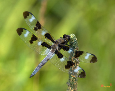 Twelve-spotted Skimmer Dragonfly (DIN115)
