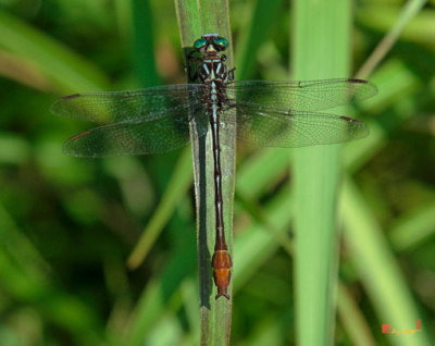 Russet-tipped Clubtail Dragonfly (DIN152)