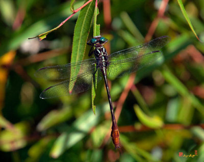 Russet-tipped Clubtail Dragonfly (DIN132)