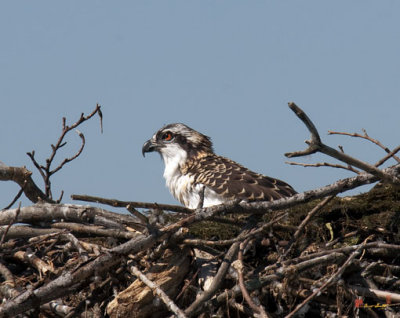 Ospreys or Fish Hawks Nesting