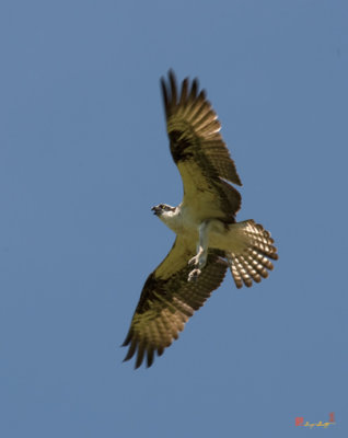 Osprey or Fish Hawk near its Nest (DRB135)