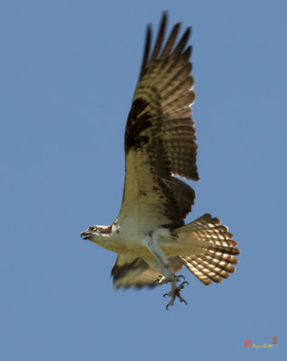 Osprey or Fish Hawk near its Nest (DRB136)