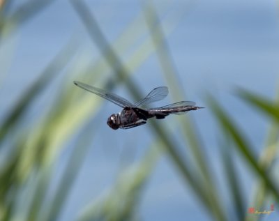 Black-Mantled Glider or Black Saddlebags Dragonfly (DIN168)