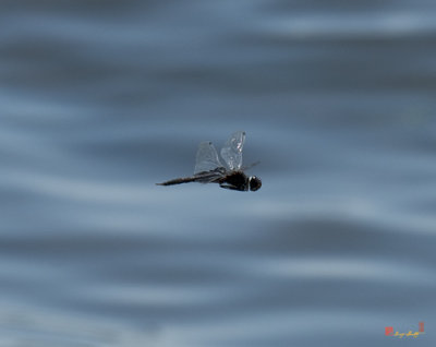 Black-Mantled Glider or Black Saddlebags Dragonfly (DIN169)