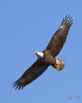 Bald Eagle at Pohick Bay (DRB139)