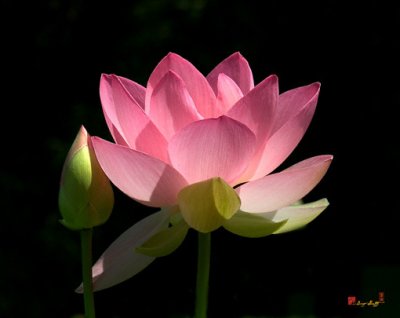Lotus Bud--Snuggle Bud (DL005)