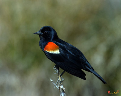 Red-winged Blackbird  (DSB010)