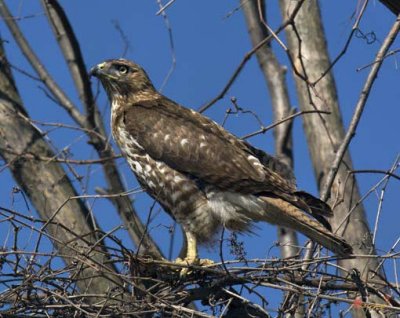 Red-tailed Hawk with Vole (DRB065)