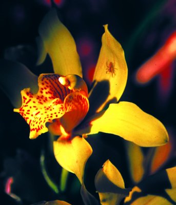 Orchid and insect.jpg