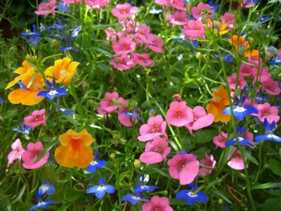 Basket flowers.jpg