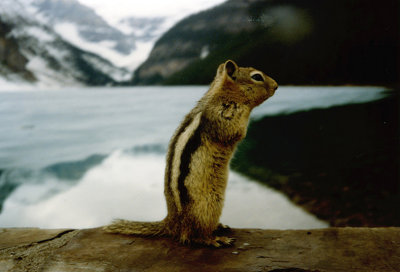 No, I wont pose for you again,  got any nuts?.jpg