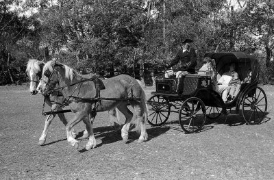 Haflinger pair and carriage.jpg